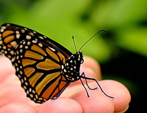The Monarch Butterfly in the Spotlight: A Meaningful Exhibition
